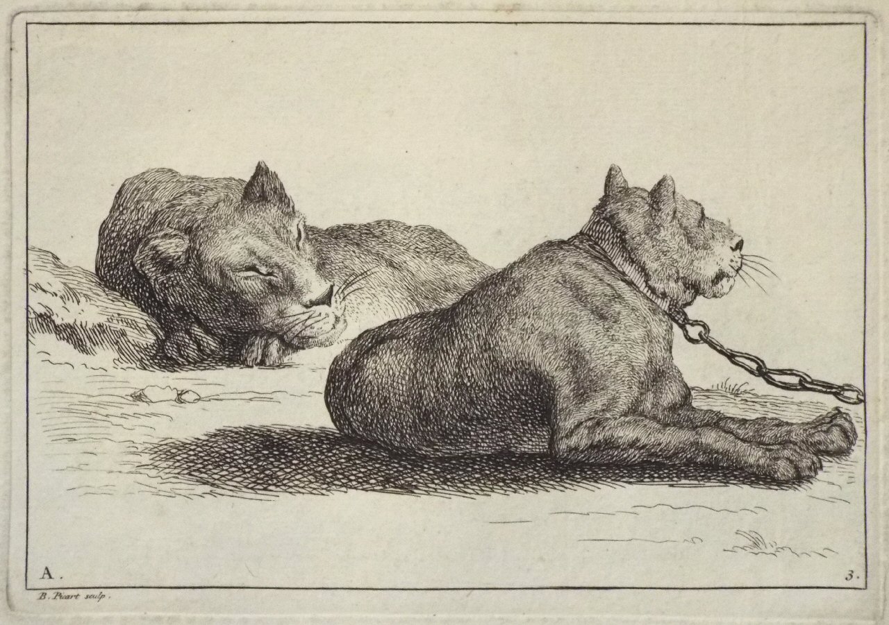 Etching - A. 3. Two lionesses - Picart